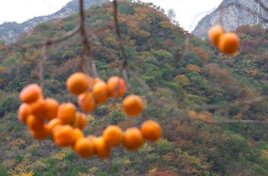 湿气重的人要“拒绝”这3种水果——石家庄白求恩医学院